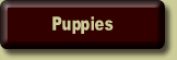 Puppies