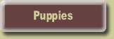 Puppies